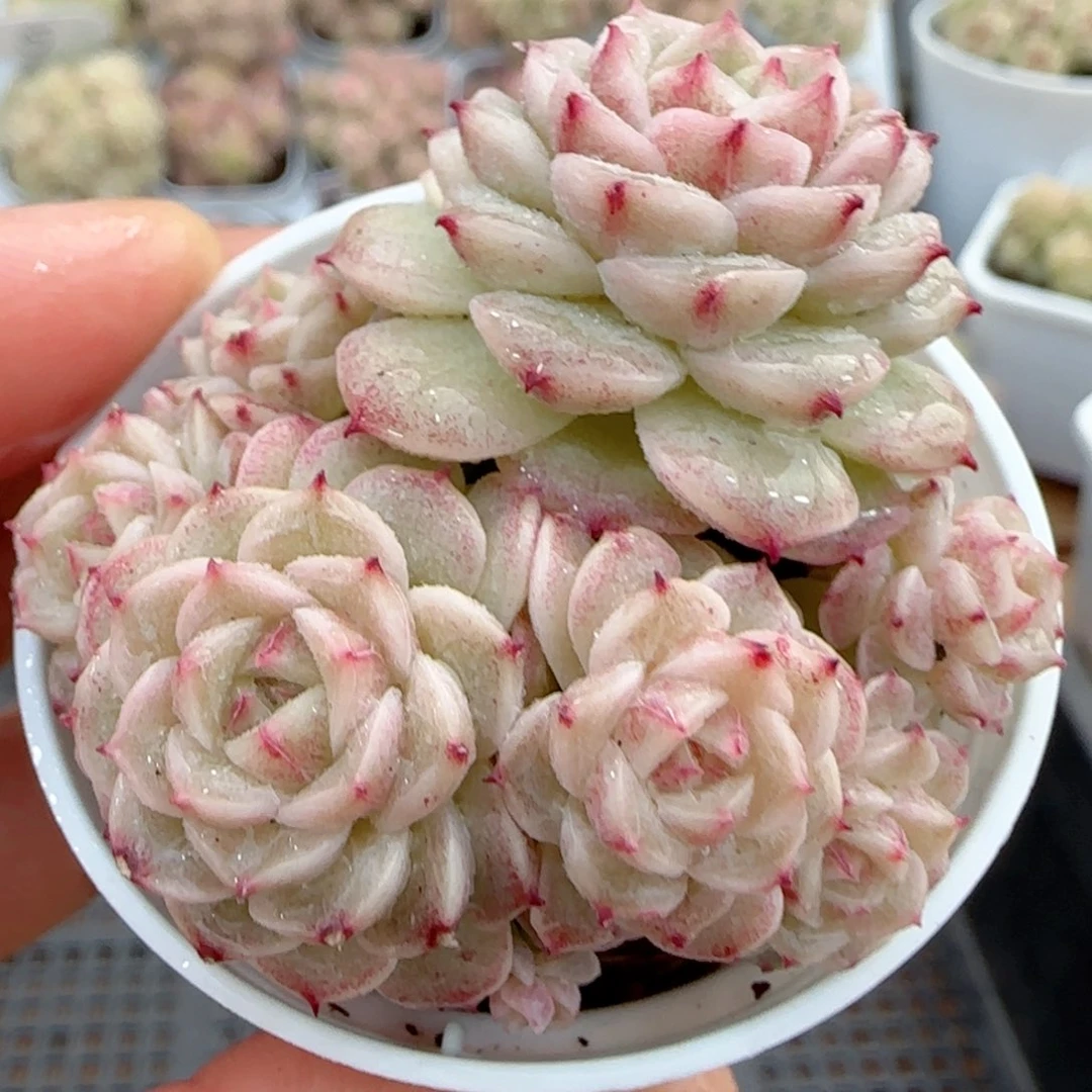 【闪购商品】0216-5小魔仙优选