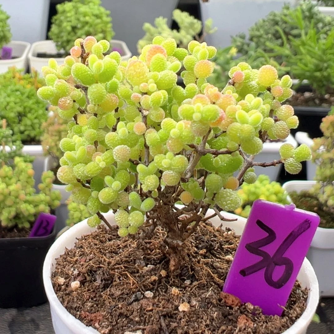 36号彩色蜜橘一物一拍