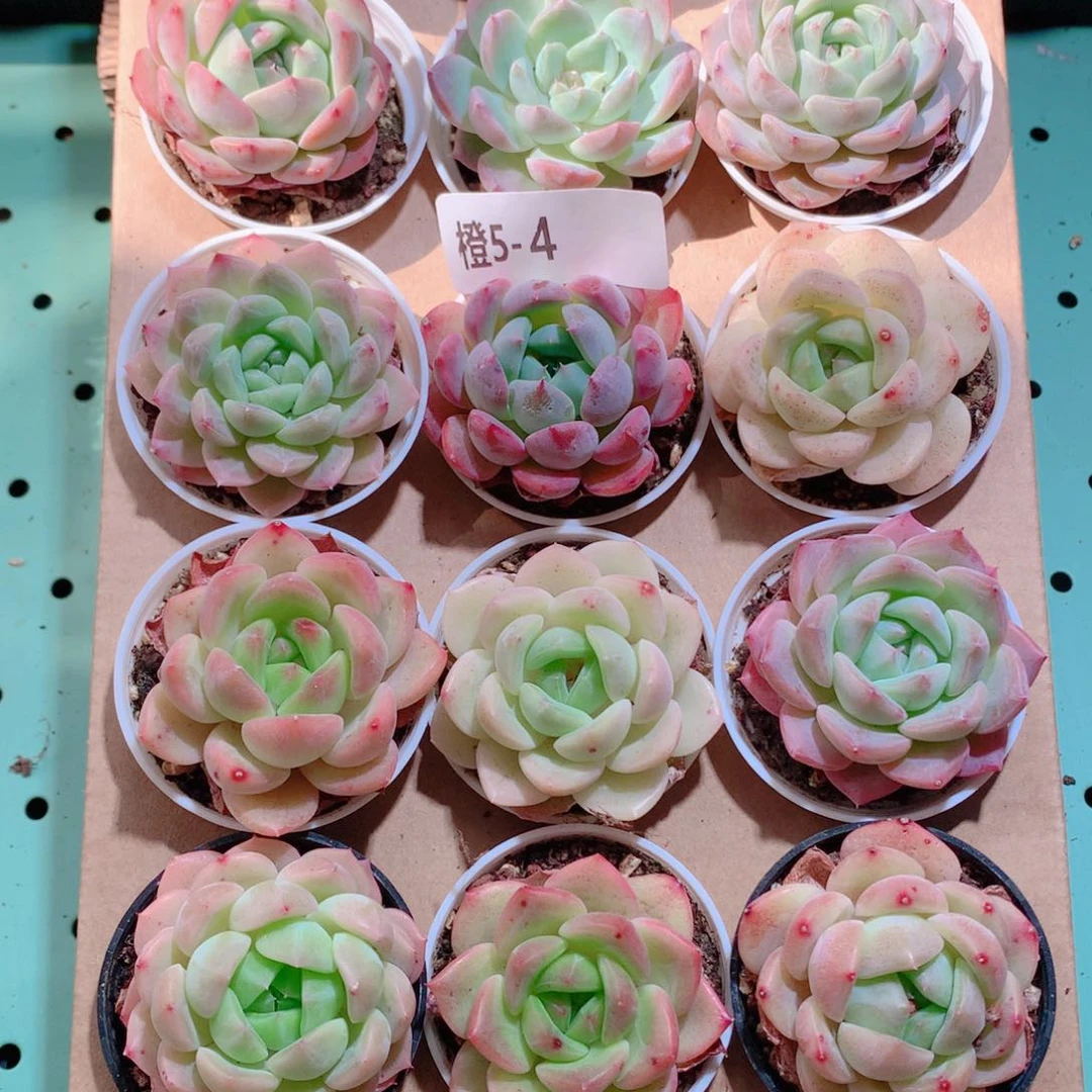 5-4一物一拍带盆18颗