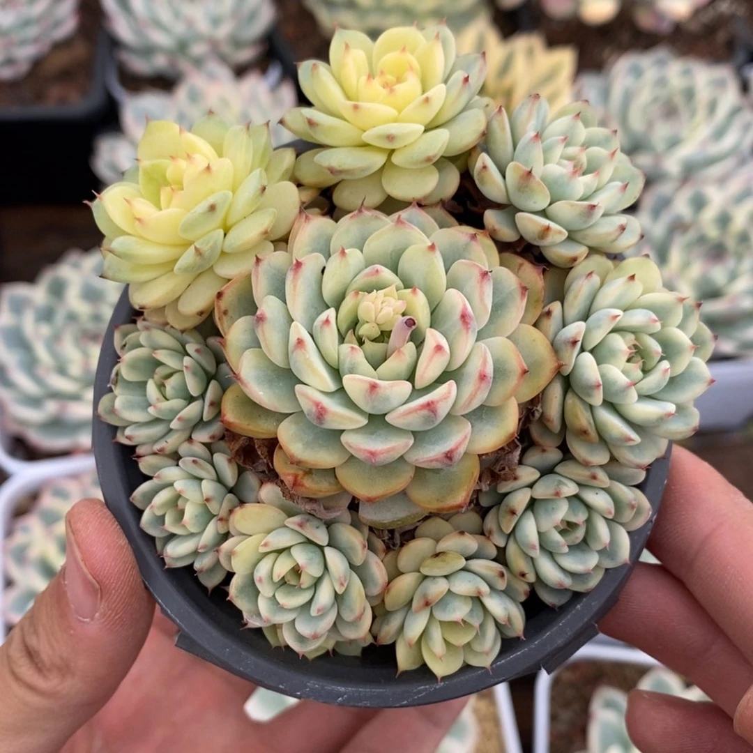 姬莲锦1多肉植物