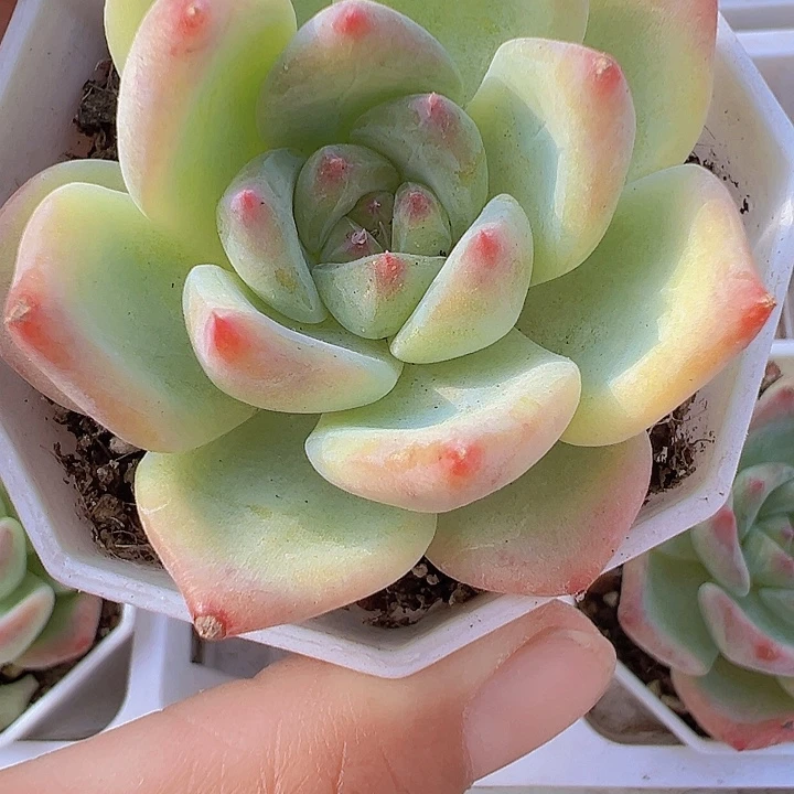 白蜡糖多肉19包邮