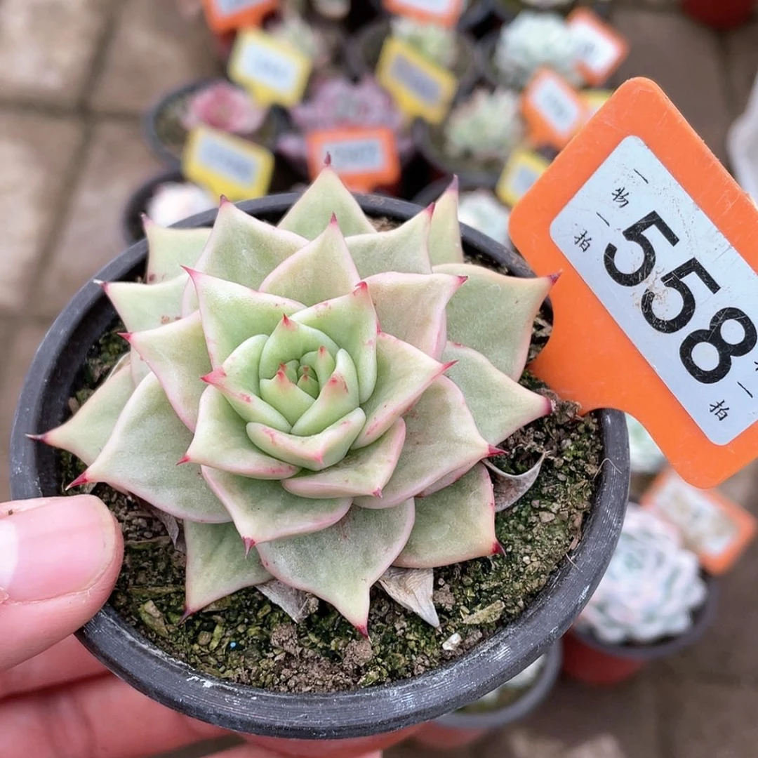 【闪购商品】558号