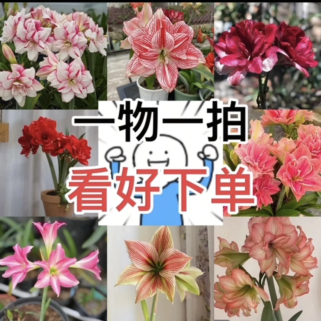 朱顶红种球一物一拍 四季种植糖果戴斯仙女尼夫路易莎等