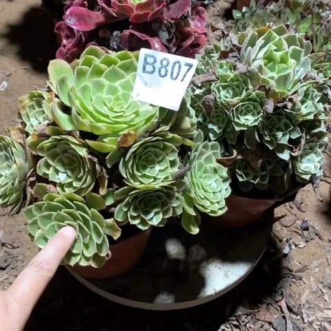 807三颗法师多肉植物