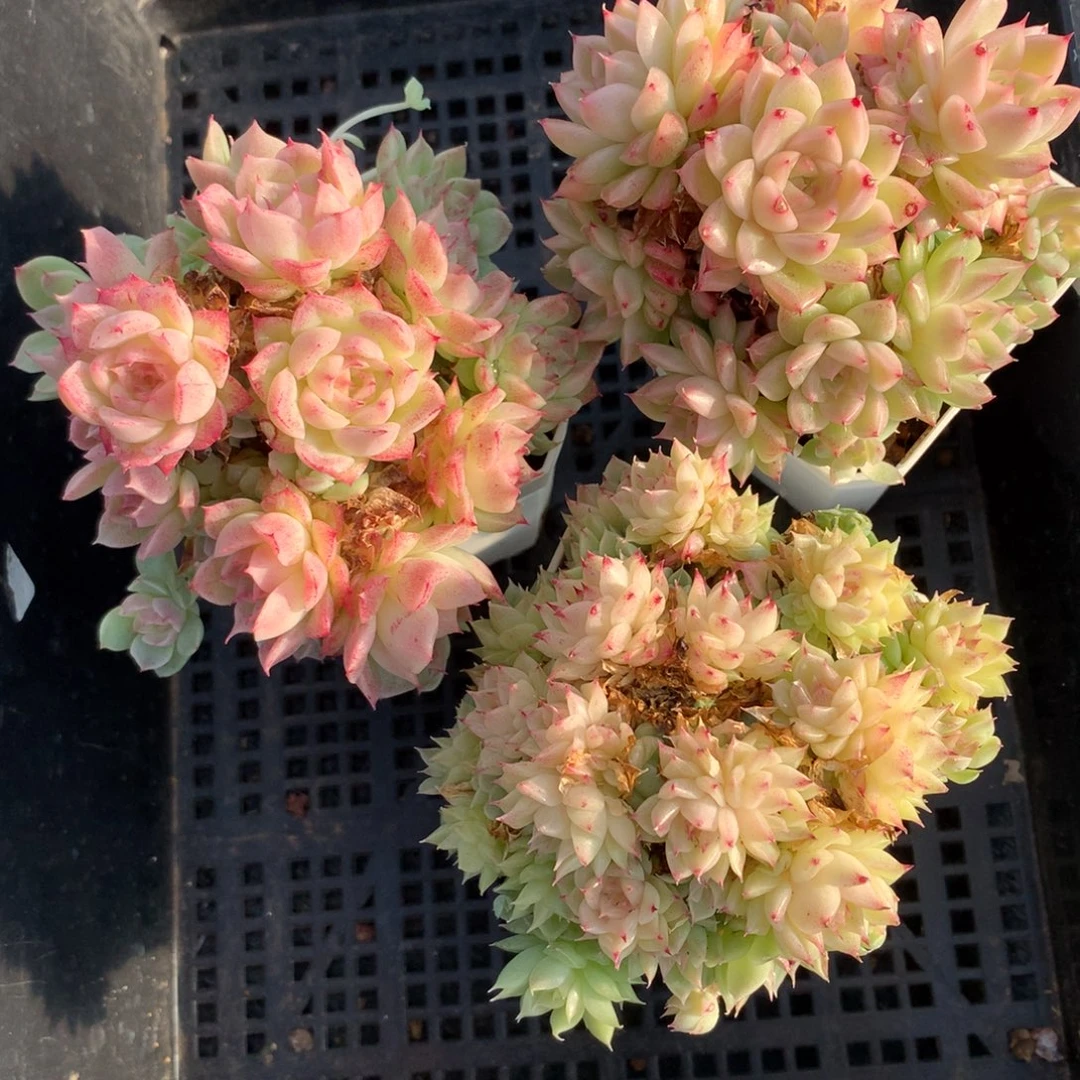 1213-47 套餐一组