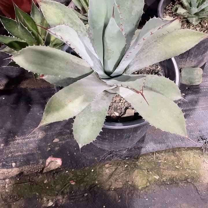 无花朵龙舌兰高级灰