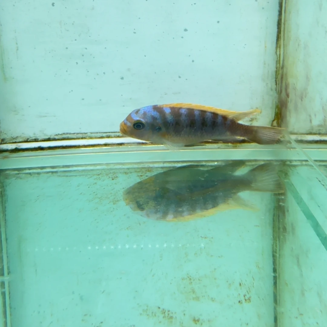慈鲷蓬勃斑马1428。