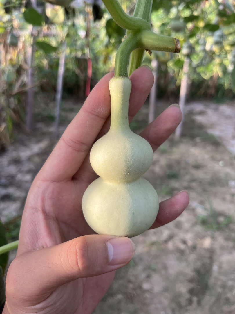 天然精品手捻葫芦