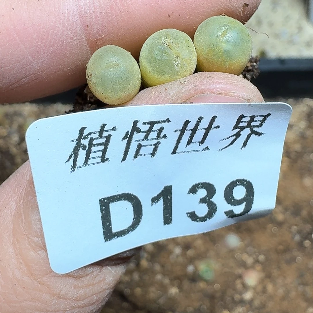 139号多肉植物哇fv