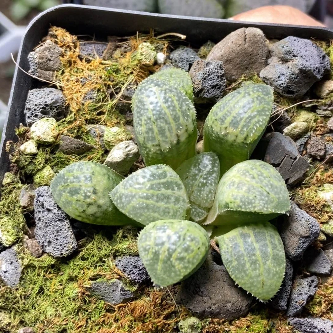 冠军寿一物一拍的