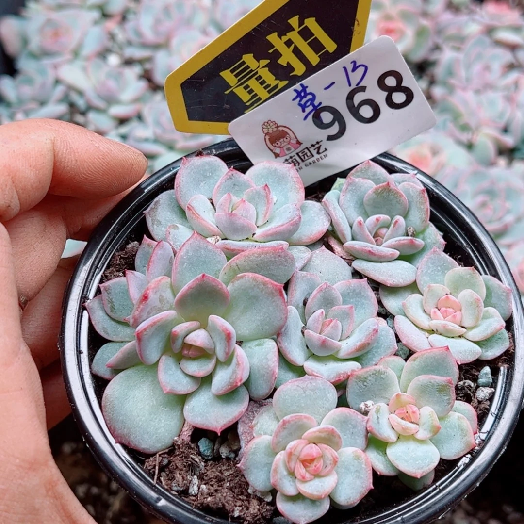 多肉植物多肉植物