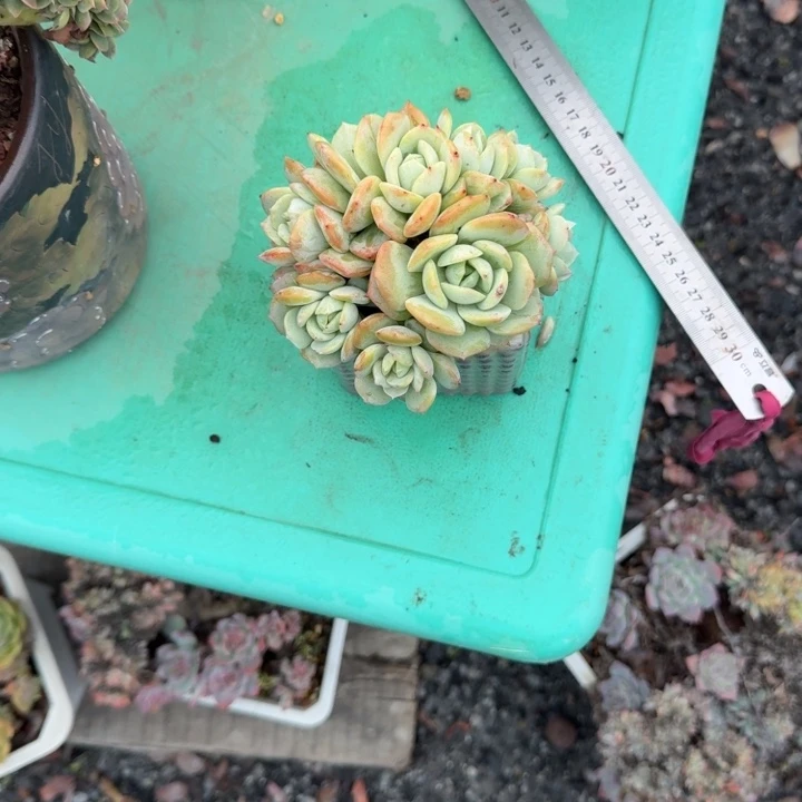 旺***仙恋曲朵朵树精品包邮