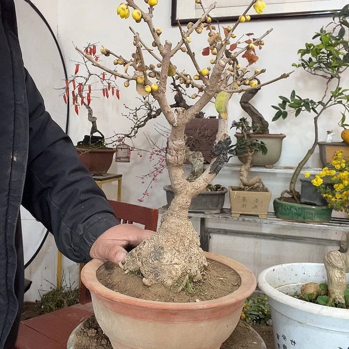 吉***6腊梅盆景双杆开花香