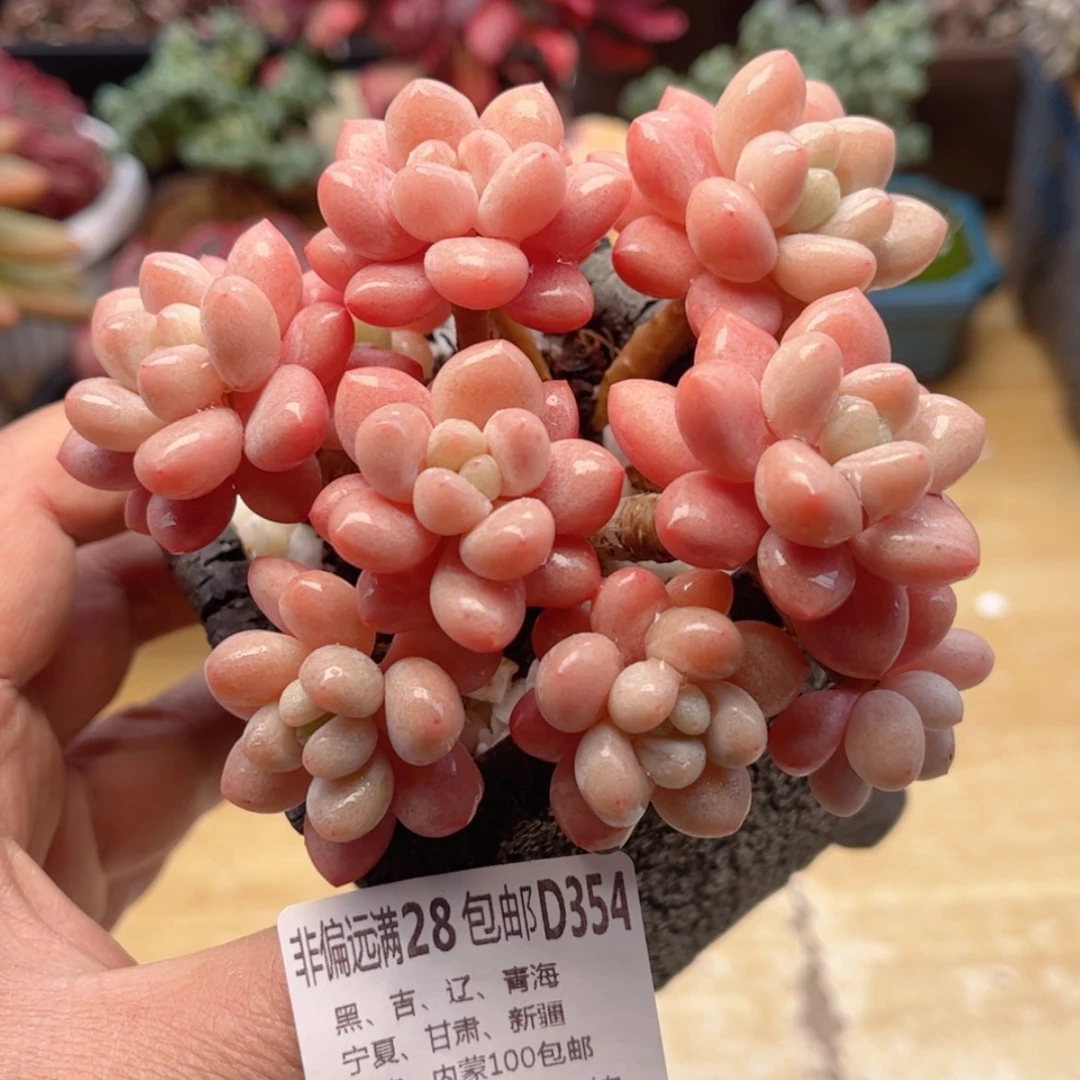 【闪购商品】354鱼籽酱