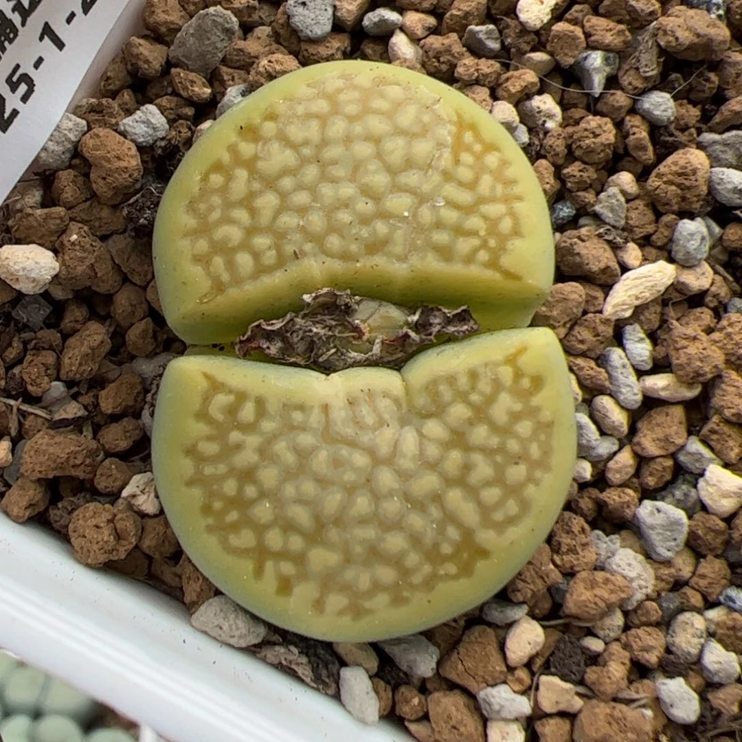 0747号 绿巴黎 多肉植物