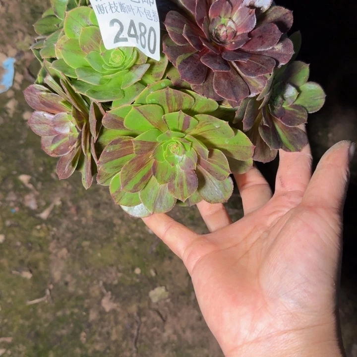 2480南花月夜多肉植物