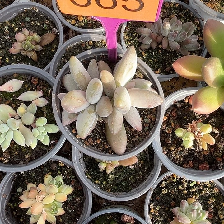 多肉植物企鹅群565