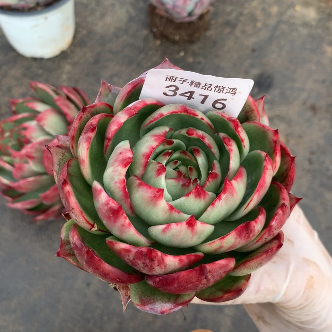 3416一物一拍10厘米