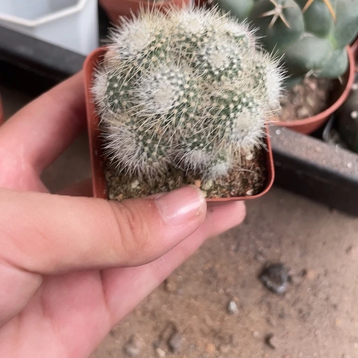 579白小丁仙人球植物