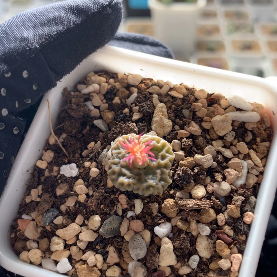 881超级烧卖一颗