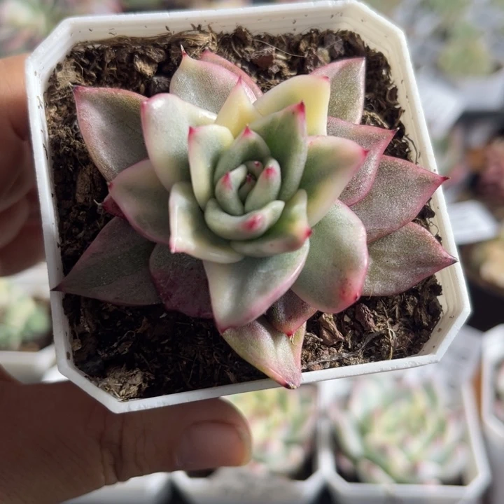 幸福玛丽亚锦多肉植物613