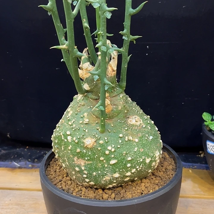 汤圆植物球腺蔓漂亮