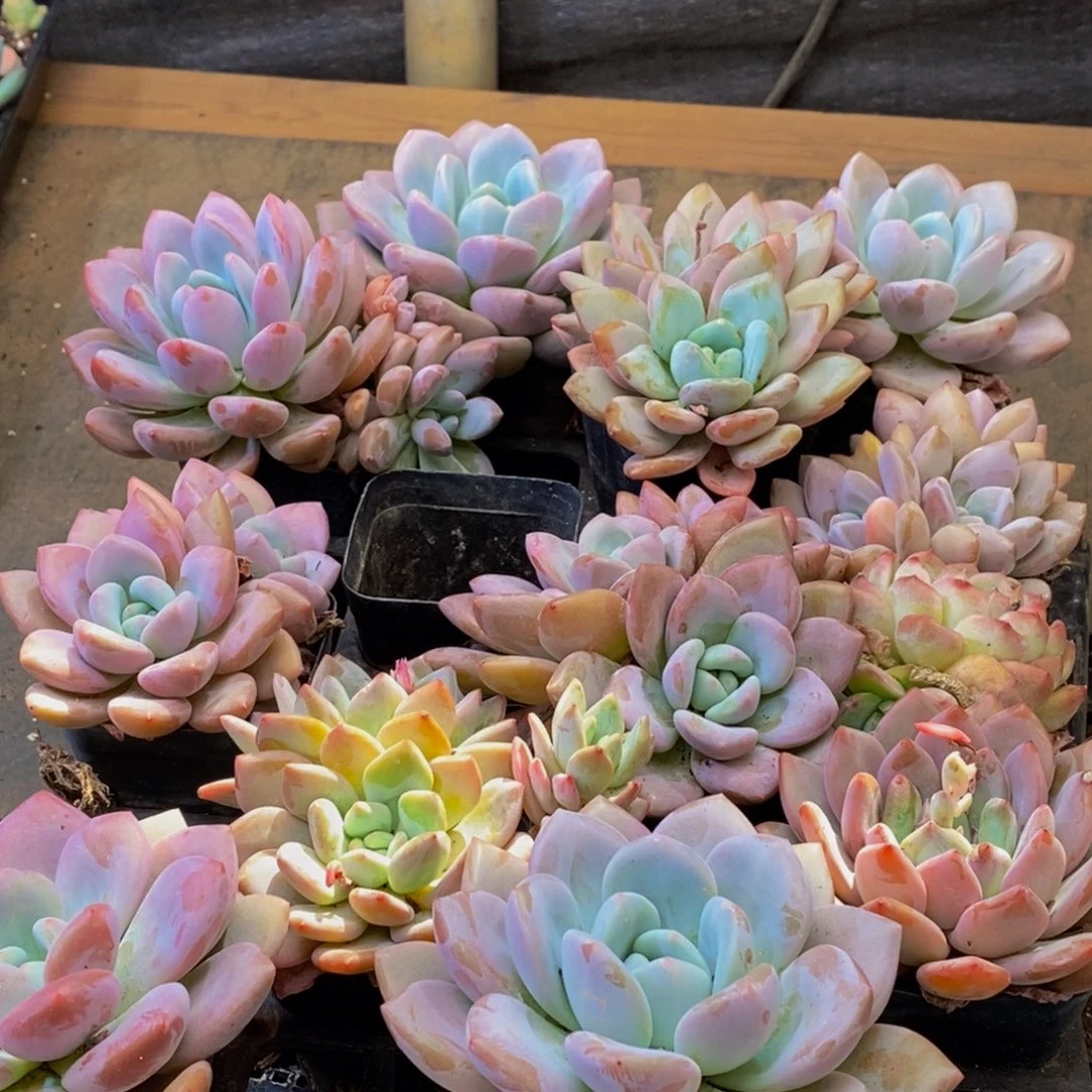 019点人气爆棚的时候我也