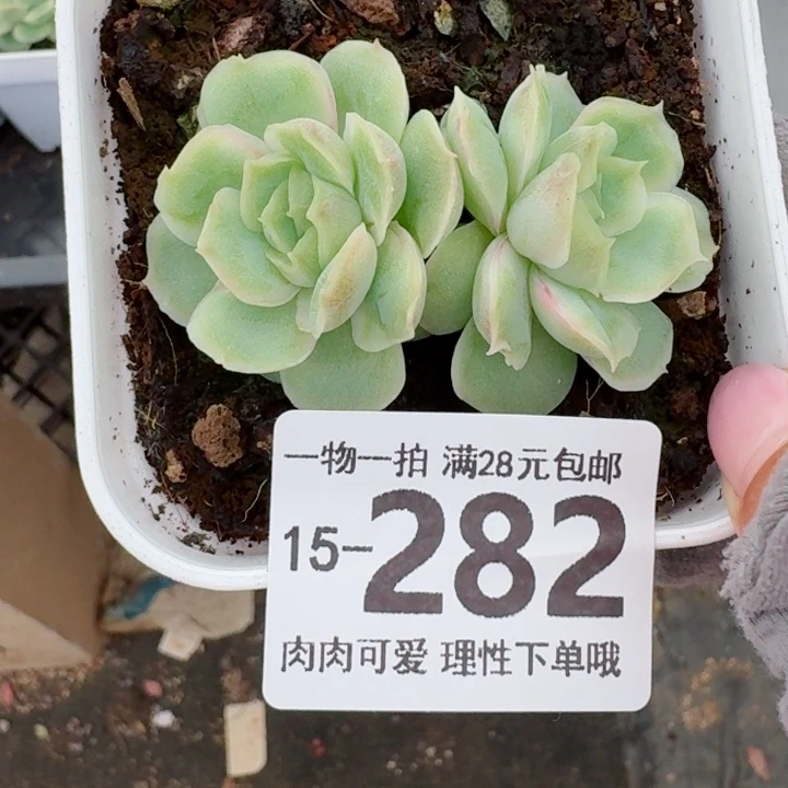 水晶虾饺无盆土发货无盆土无