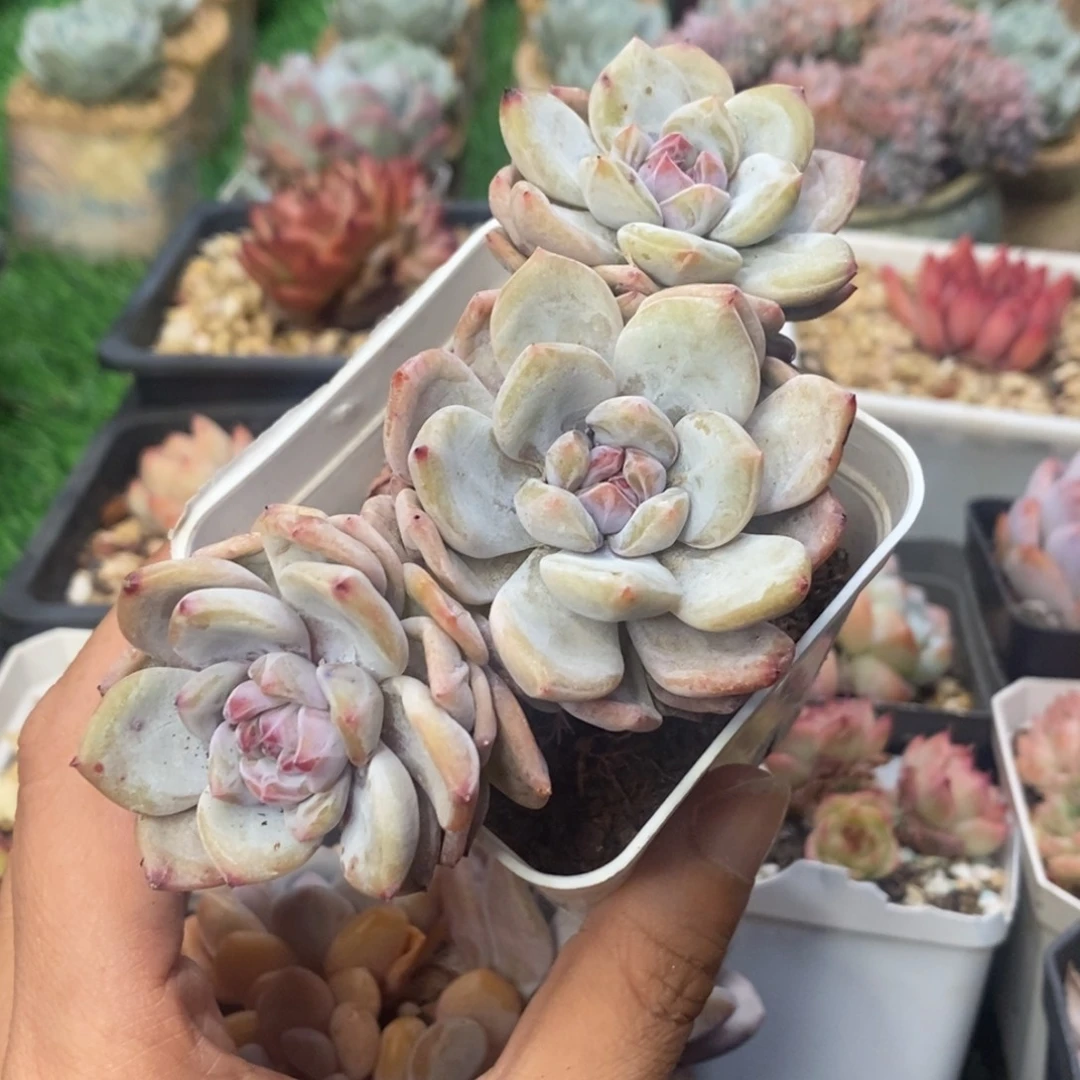 韩系小叶星影三头自然群