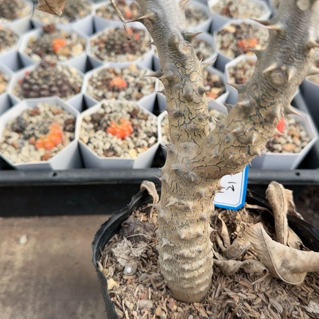 【闪购商品】21实生巴士棒槌