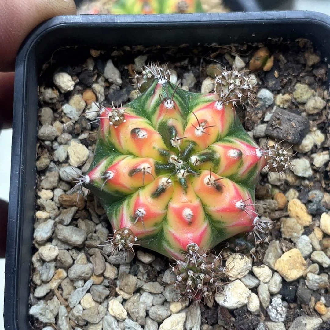 当前无花朵，栽培后可花朵于*泰系名品侧，黄凤凰