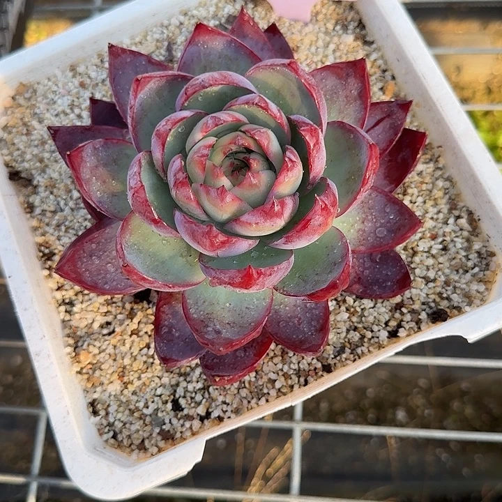 倩***凉196 惊鸿仙子多肉植物14-15cm下播福利