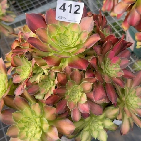 412韶华25厘米左右