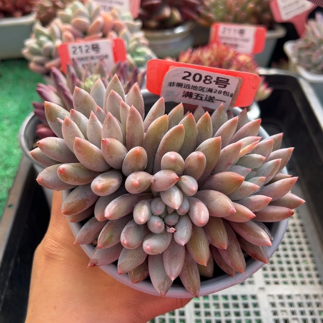 表妹精品多肉植物208.