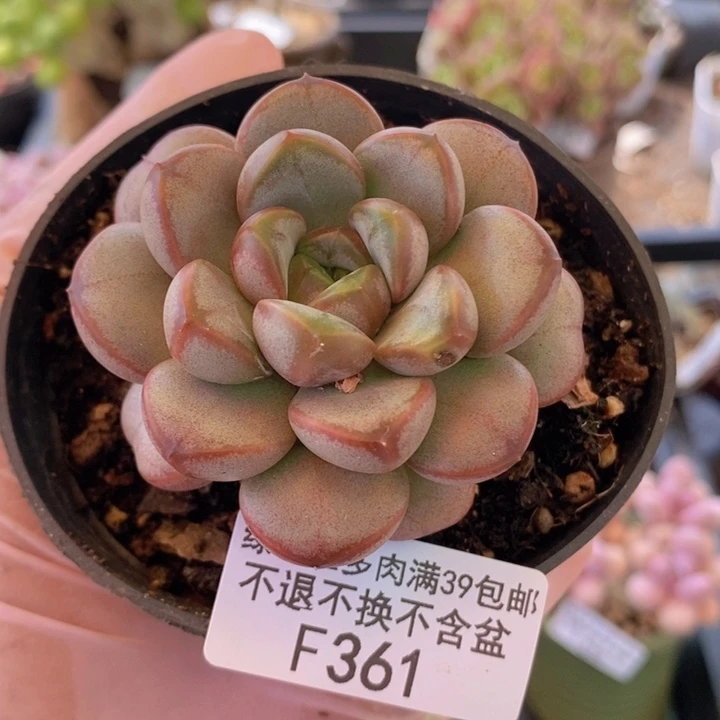 葡萄单头老桩361多肉植物