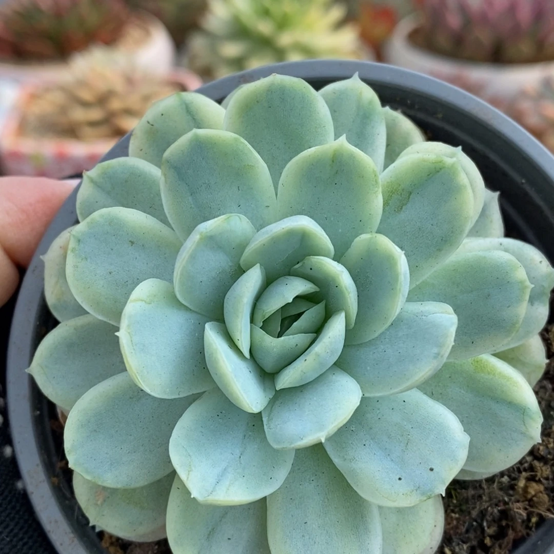 697贝瑞锦锦锦锦锦