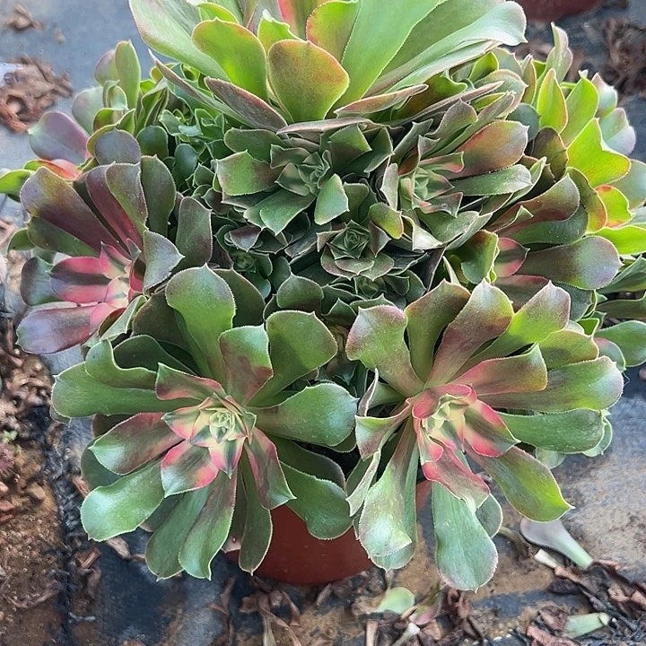 11.25-60香妃多肉植物1