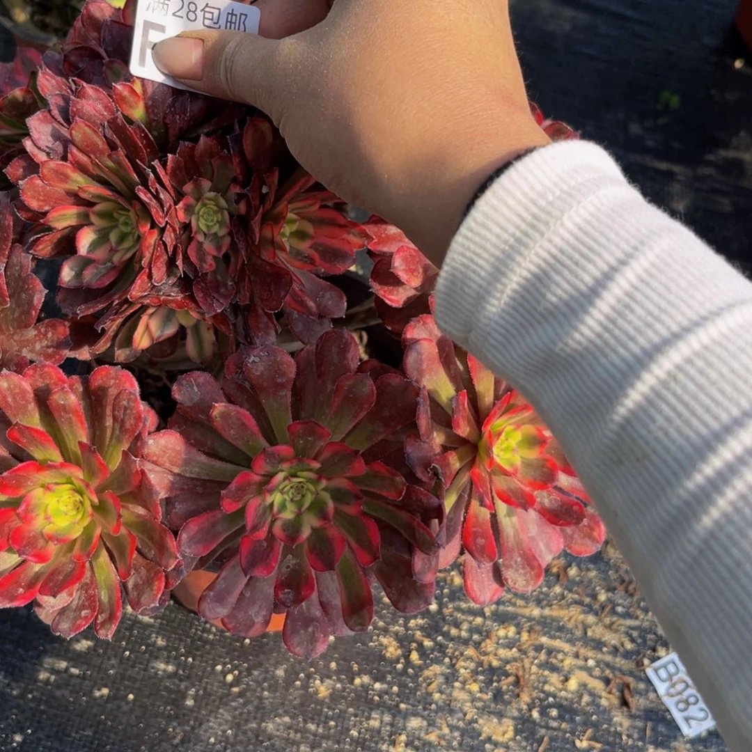 842多肉植物一物一拍