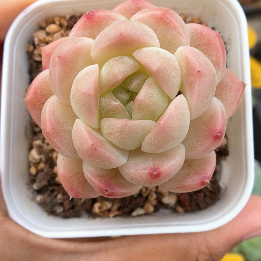 糖心珍妮491号。