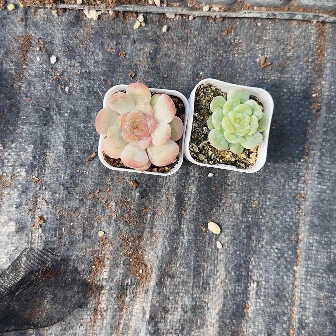 红恋加白恋各一个满25包邮