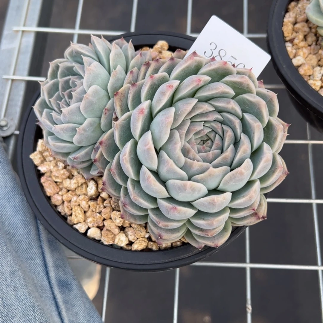 S****g3856多肉多多多多多多多多