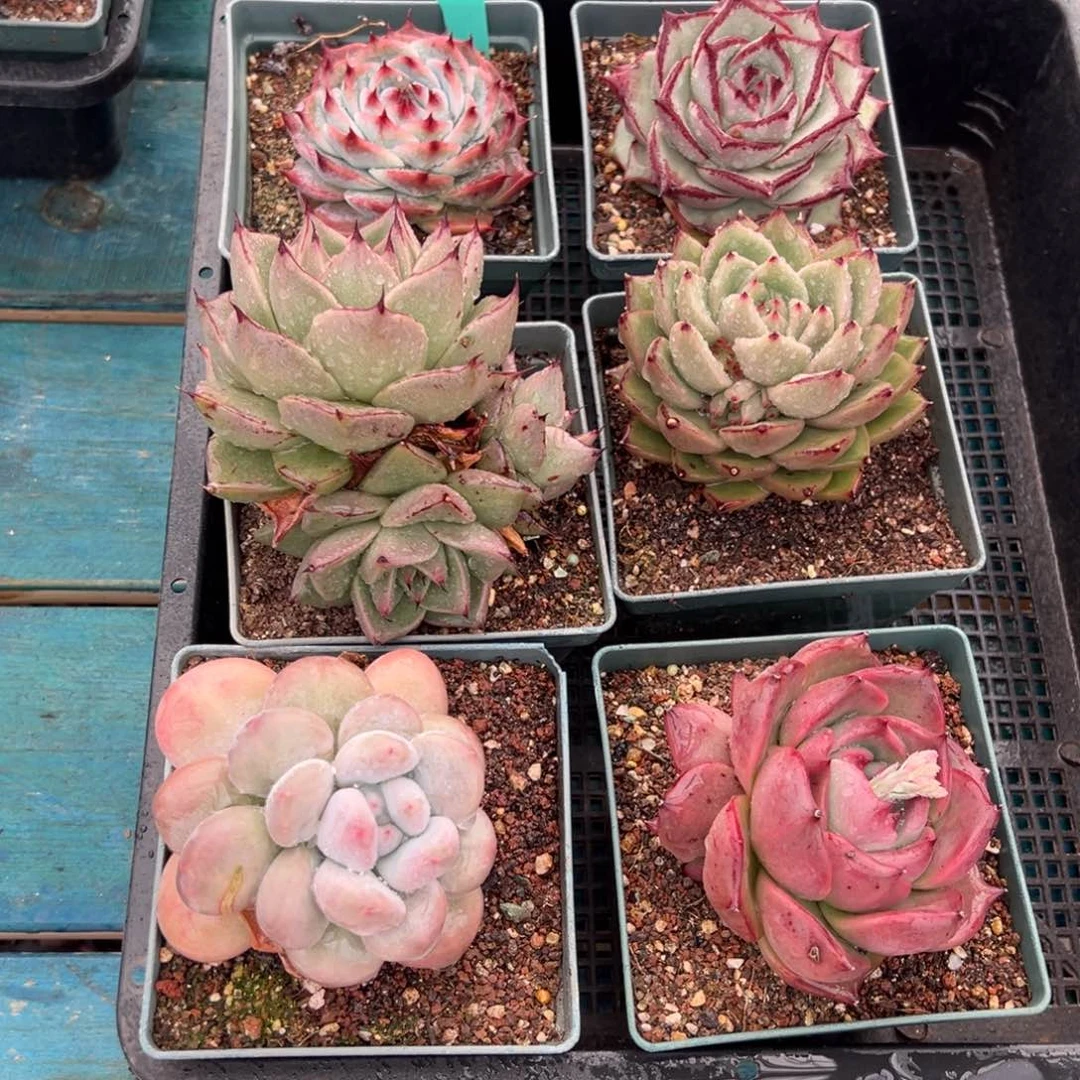 从前慢多肉精选编号0120.86