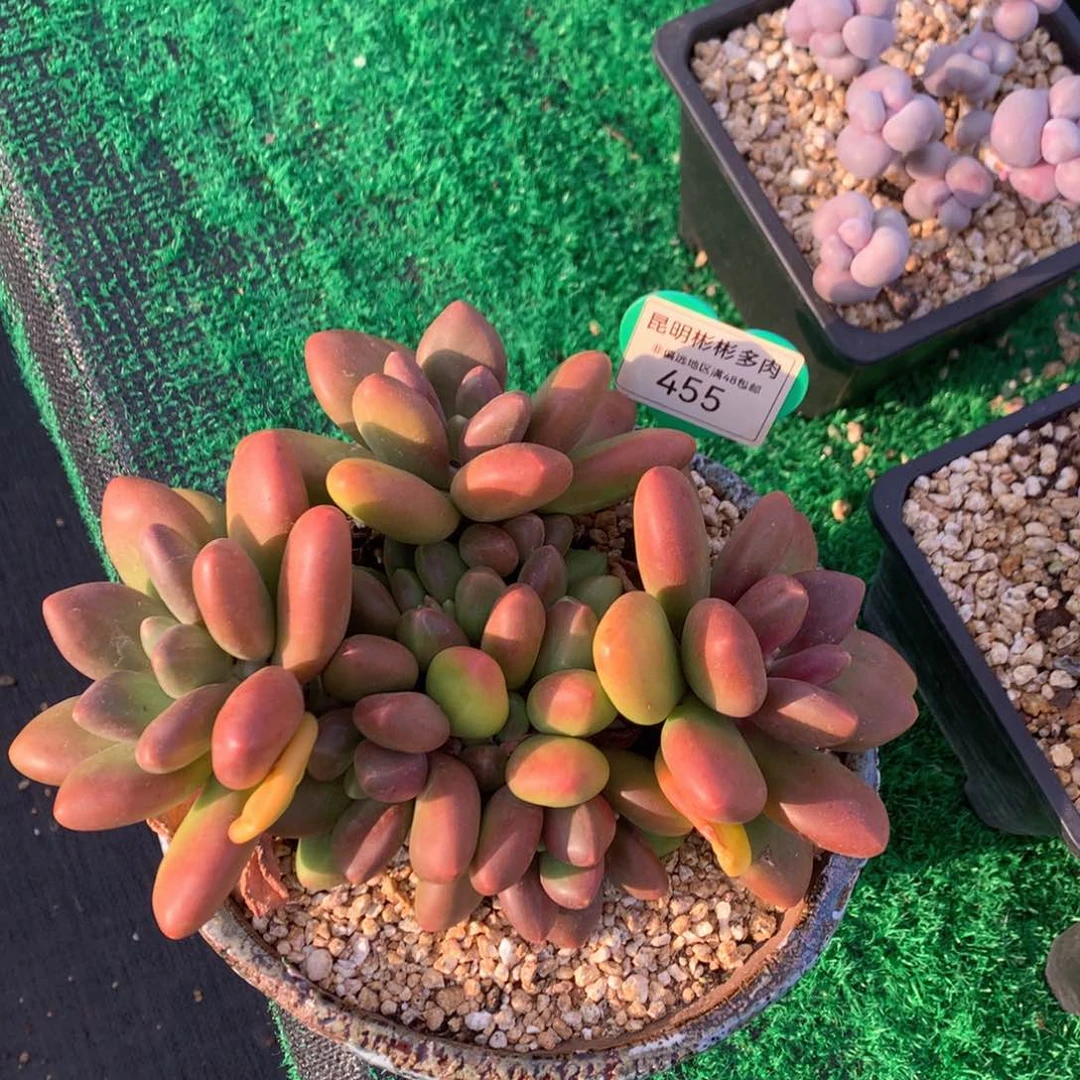 芒果奶矮桩平头老桩455