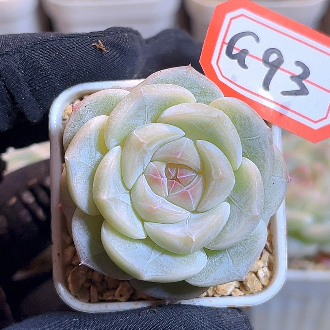 G93 一物一拍 淡水珠