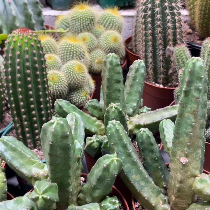 群生多头桃太懒一杯15.8