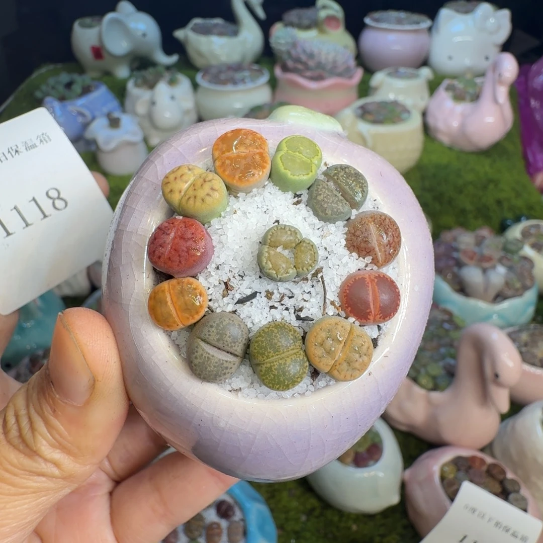 程***佐多肉植物的开播福利1118