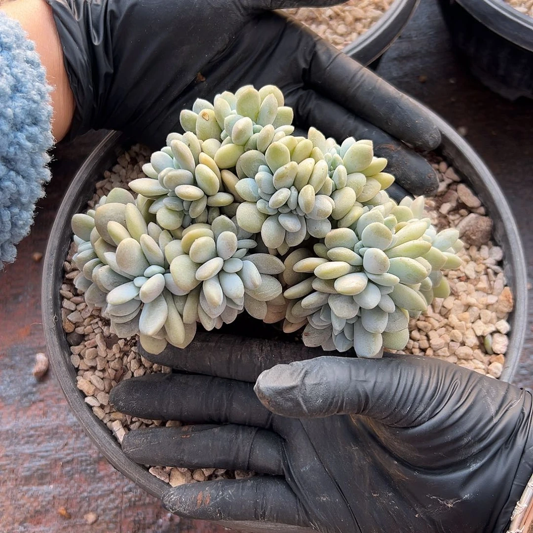 y***iYanzi 12446788890