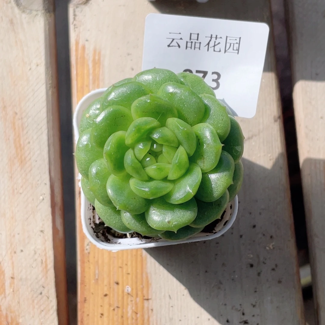 珊***川873号糖心冰心珍妮 灯泡珍妮
