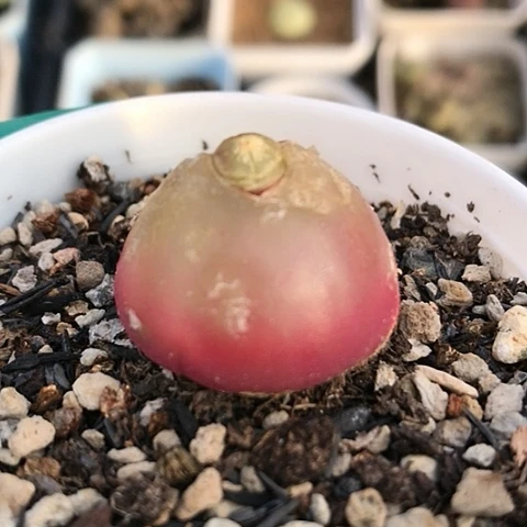 多肉肉锥 2.4Cm 灯泡