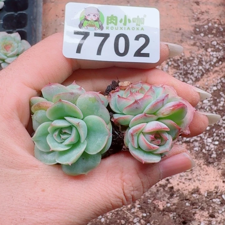 多肉植物多肉植物